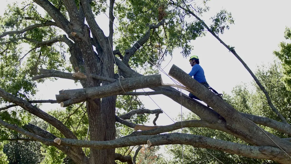 Professional Crown Thinning performed by certified arborists in Ellington