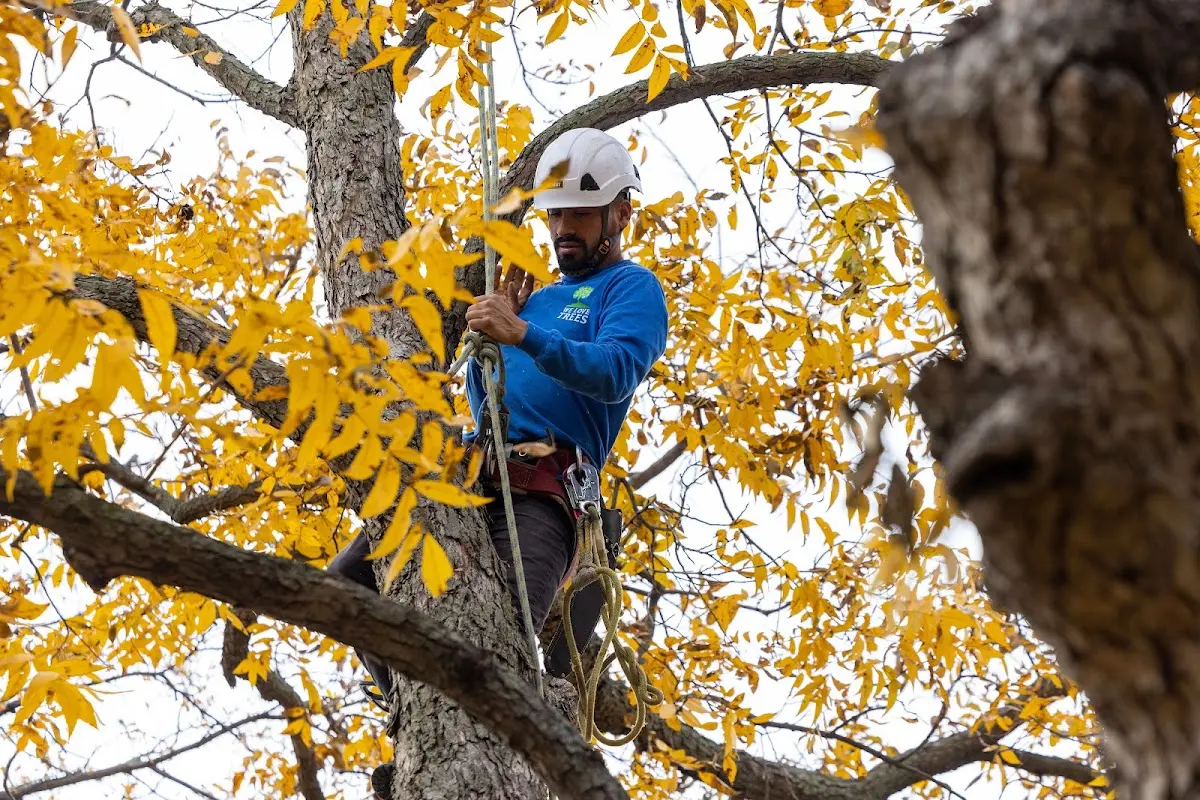 Skilled Tree Trimming crew working in Ellington