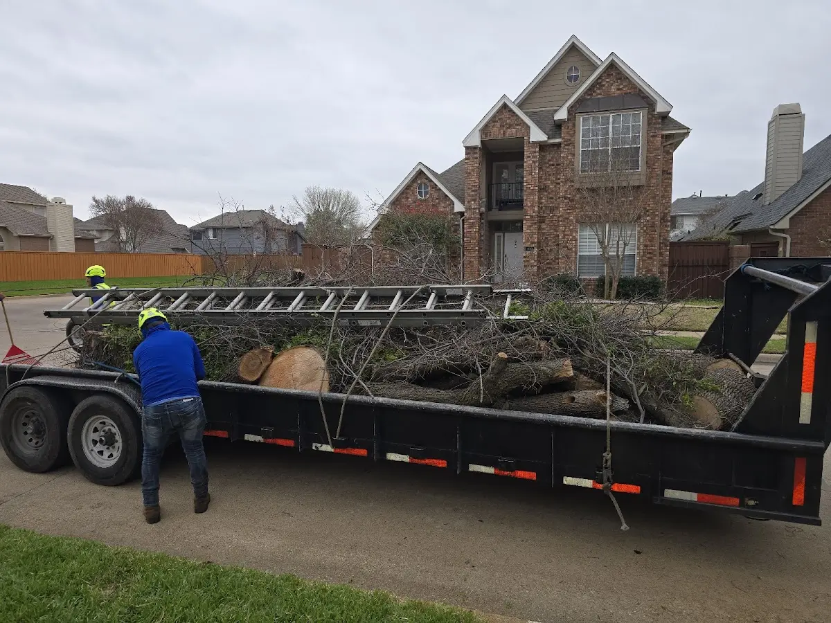 Expert Tree Removal with proper safety equipment in Ellington